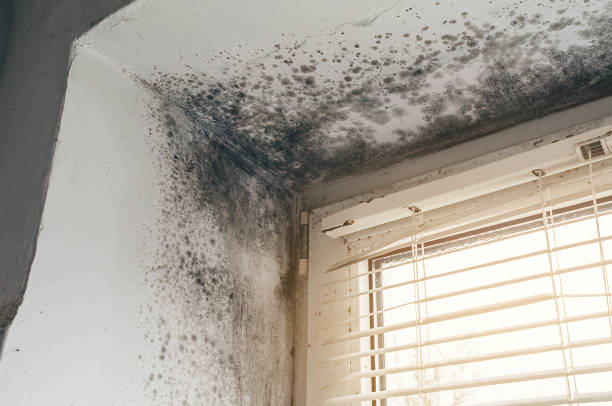 Affordable Mold Inspection And Testing solutions in Pineville, NC